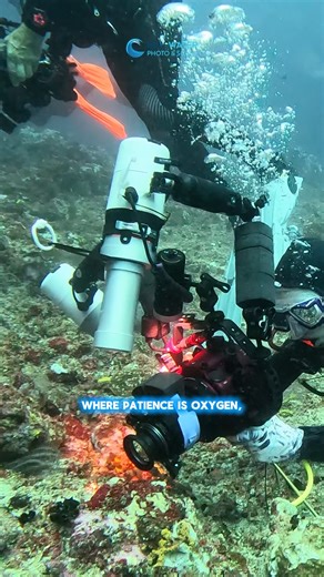 🤪 What's the difference between normal divers and underwater macro photographers? Share this with your macro obsessed dive buddy! #underwaterphotography #underwatercamera #scubaphoto | Underwater Photography Guide