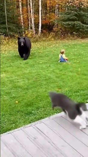 Must Watch! Cat Charges and Scares Off Large Bear to Protect Child.