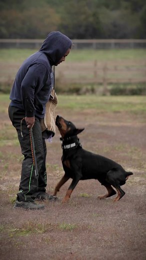 Training Doberman: Bite Work, Schutzhund, IGP and More