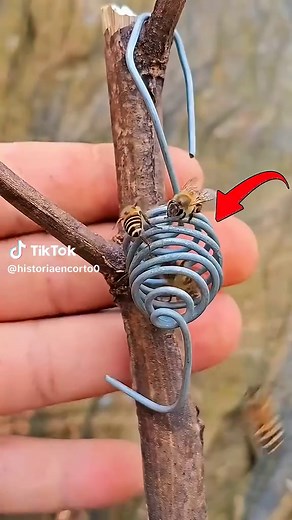Cómo crear una colonia de abejas melíferas fácilmente