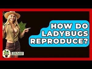 How Do Ladybugs Reproduce? - The Plant Enthusiast
