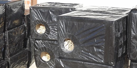 Springfield cat rescue offering outdoor winter cat shelters