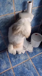 235K views · 12K reactions | fun times | My Shih tzu world | Facebook