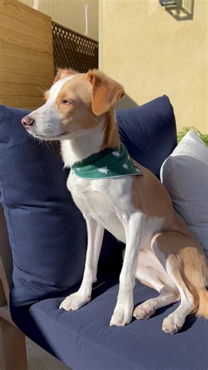 13K views · 246 reactions | For today’s Friday favorite: when Parker is around, potty at your own risk.  . . . . #fridayfavorites #funnydog #aic #talkingdog | Puppy Parker Posey | Facebook