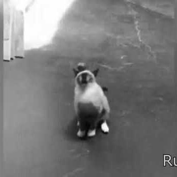Cat got hit by a ball | Cat meme