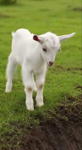 Cross-Species Friendship: Crying Baby Goat Moves Elephant to Save Its Mother!