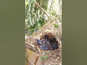 wild small baby birds (EP-55) birds nature birdfeeding birdwatching birdslover babybirds