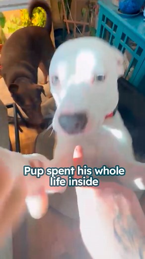 9.5K views · 302 reactions | Pup scared of people grows into cuddlebug 凉 #rescuedog #adoptdog #cuddlebuddies | Cuddle Buddies | Facebook
