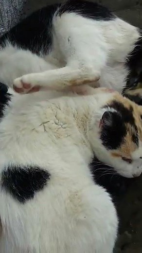 how to help a cat give birth / cat gives birth