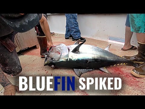 Bluefin Tuna Landed and SPIKED! | Bloodydecks