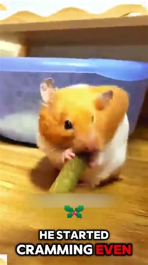 This Hamster Stuffed His Cheeks a Little TOO Much