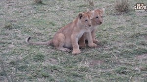 Lion Cubs Play: Marsh Pride Satellite Group Safari Joy