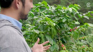 We’re picking fresh coffee in the thick of a Guatemalan plantation that's being challenged by a modern problem: climate change. https://bit.ly/2zKHPIG | The National Desk - TND