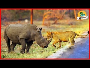 🌍 Khám Phá Loài Tê Giác - Thế Giới Động Vật