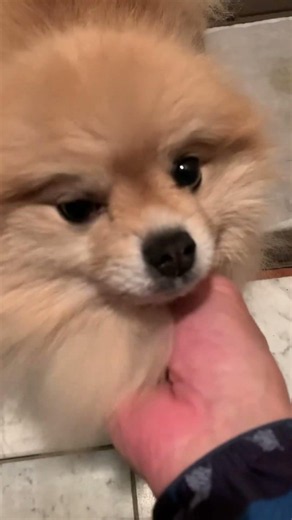 Greeting Muffin 🧁💕 They're still not feeling quite right... 😅