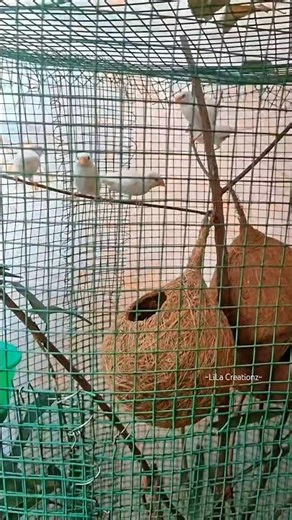 How to make a simple Bird Aviary at home! 🌿🐦