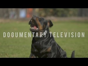 A ROTTWEILER BRED TO SERVE BORN TRAINED TO PROTECT