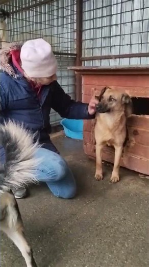 🐾 Toffee – Lebensfreude auf vier Pfoten 🐾