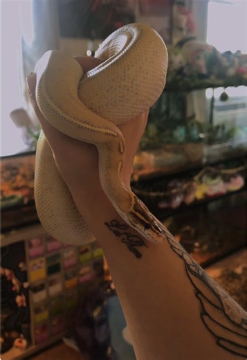 the most handsomest boy🖤 #ballpython #snake #reptile #reptiles #tattoo