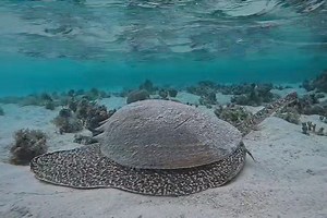 The snail that looks like a tank 🪖 Baler Shell Marine Mollusc Looking more like an Army Tank the shells of this over sized marine mollusc were valued by indigenous people who used them to store water. The name came about because early Europeans recorded Aboriginal people bailing out their canoes with these huge shells. The southern Great Barrier Reef baler can reach a total length of 45 centimetres or more, and are generally nocturnal animals that scavenge for food on sandy bottoms being carniv