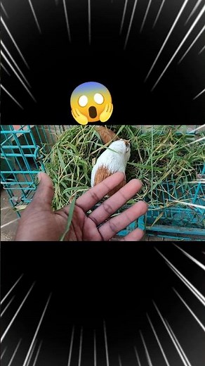 💥How to complete guinea pig care🐹🐰#guineapig #guineapigcare #trendingshorts