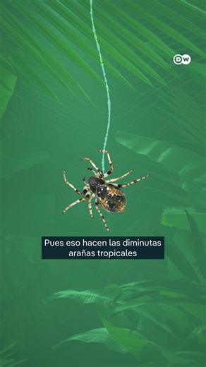 Teletrece on Instagram: "La araña que construye un doble gigante como señuelo En la Amazonía peruana se ha descubierto a Cyclosa, una pequeña araña tropical que construye señuelos gigantes con forma de araña usando seda y restos del entorno para confundir a sus depredadores."