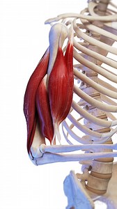 425K views · 1.4K reactions |  Unveiling the Biceps: Anatomy and...