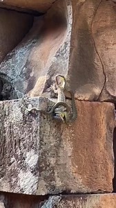 Everybody needs a friend like that! | Awesome World