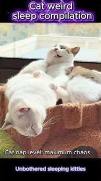 The cat is sleeping#cat #funny #foryou #cute #catsleeping