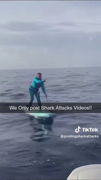 Understanding Shark Attacks and Ocean Safety