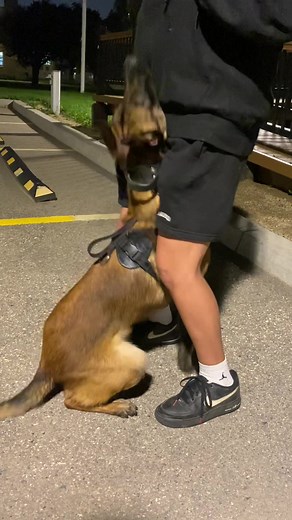 Comprehensive Guide to Belgian Malinois Training