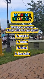 3.1K views · 102 reactions | Which sea creature sleeps with one eye open? A. Dolphin B. Whale C. Shark D. Sea turtle #facts #funfact #biology #generalknowledge | Learn English | Facebook