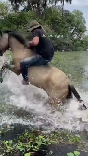 When Horses Go Completely Wrong #fyp #horse #fails #equestrian