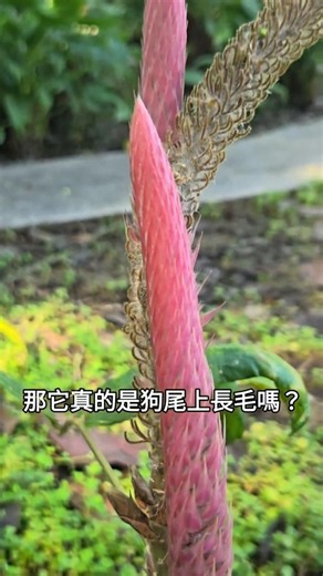 路邊這款「狗尾巴」竟然是寶？揭開它的神秘面紗！︱阿皮阿比看花草#19