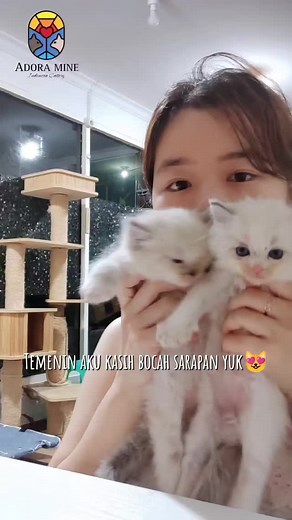 Syringe feeding adalah metode yang biasa dilakukan pada kucing yang sedang sakit atau pada kitten yang memerlukan asupan makanan tambahan. Umumnya metode ini dilakukan dengan menggunakan nipple / dot di ujung spuit. Namun sepengalaman saya, metode tersebut kurang efektif terutama pada kitten yang makannya sedikit. Metode syringe feeding menggunakan selang karet sudah saya lakukan bertahun-tahun untuk merawat ratusan kitten dan kucing dewasa yang sedang sakit dan tidak mau makan. Kenapa selang ka