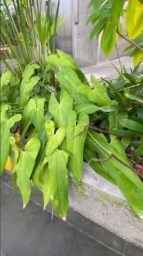 Have you seen these kind of things before? They are huge in size😱