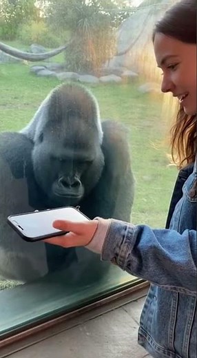 This Gorillas Reaction To Her Phone Is Priceless And Adorable #CuteAnimals #GorillaLove #ShortsFun
