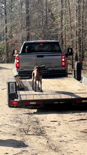 #dog #gsp | gsp dogs
