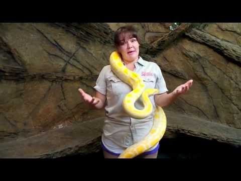 Creature Feature: Burmese Pythons