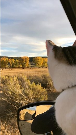 Anyone else’s cat love watching elk and listening to them bugle? 😂🐈