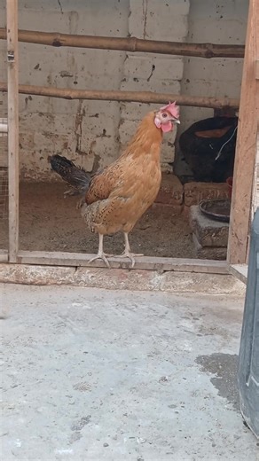 Exploring the Unique Voice of Hen