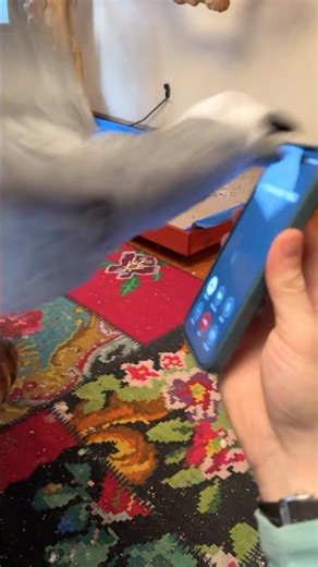 Parrot Hates Spam Callers 🤣