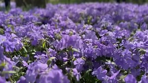 55K views · 1.1K reactions | The Steve Patterson enjoyed spring in NYC! myTalk 107.1 - Minneapolis/St. Paul | Live with Kelly and Mark | Facebook