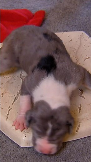 Feeling OFF Balance?! | Too Cute! | Animal Planet