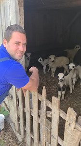 Why Do Sheep Repeat Our Noises? When sheep appear to "repeat" a sound after a human makes it, it’s not true mimicry, but rather a reaction to the sound. Here’s why they might do it: 1. Responsive Bleating: Sheep are social and communicate through bleating. If they hear a human make a sound similar to their own, they may respond because they perceive it as a form of communication or a signal. They could be interpreting the human sound as another sheep bleating, triggering them to bleat back. 2. C