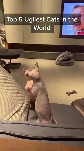 cats.being.cats on TikTok