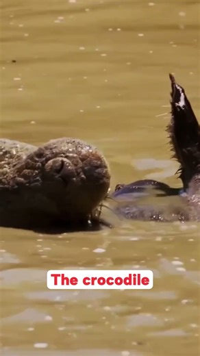 Nile Crocodile Attack: Silent Death in the River #wildlife #animal #nature