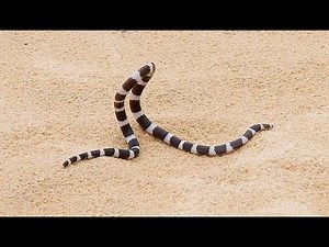 Bandy Bandy Snake: Fascinating Facts and Habits of Australia’s Unique Serpent