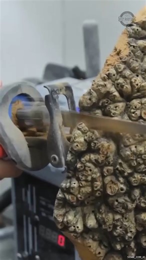 3.1M views · 9.6K reactions | Turning the Gigantic Burl #woodturning #asmr | David's Woodturning | Facebook