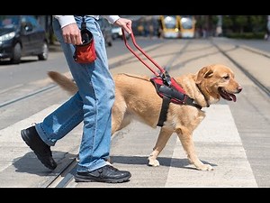 Service Animals and the ADA: Where does the ADA apply?